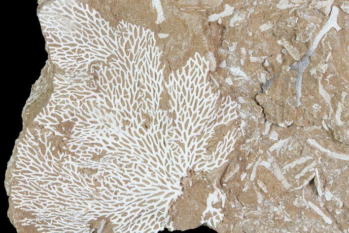 Ordovician Bryozoan (Chasmatopora) Plate - Estonia #73490